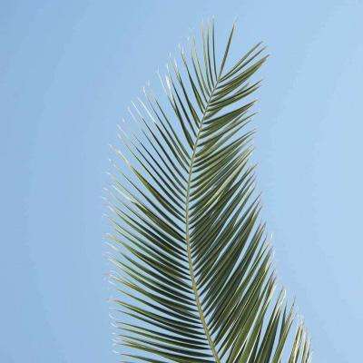 太空香肠编辑器手机版下载